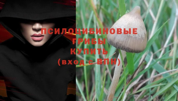 шишки Медвежьегорск